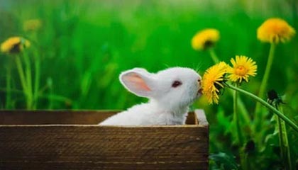 ac米兰官网-CBA联盟推动多层级联赛构建完整体系，cba篮球联赛是什么意思